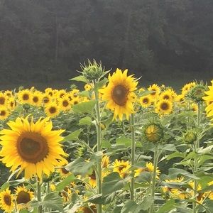 Meet your Posher, Alisa